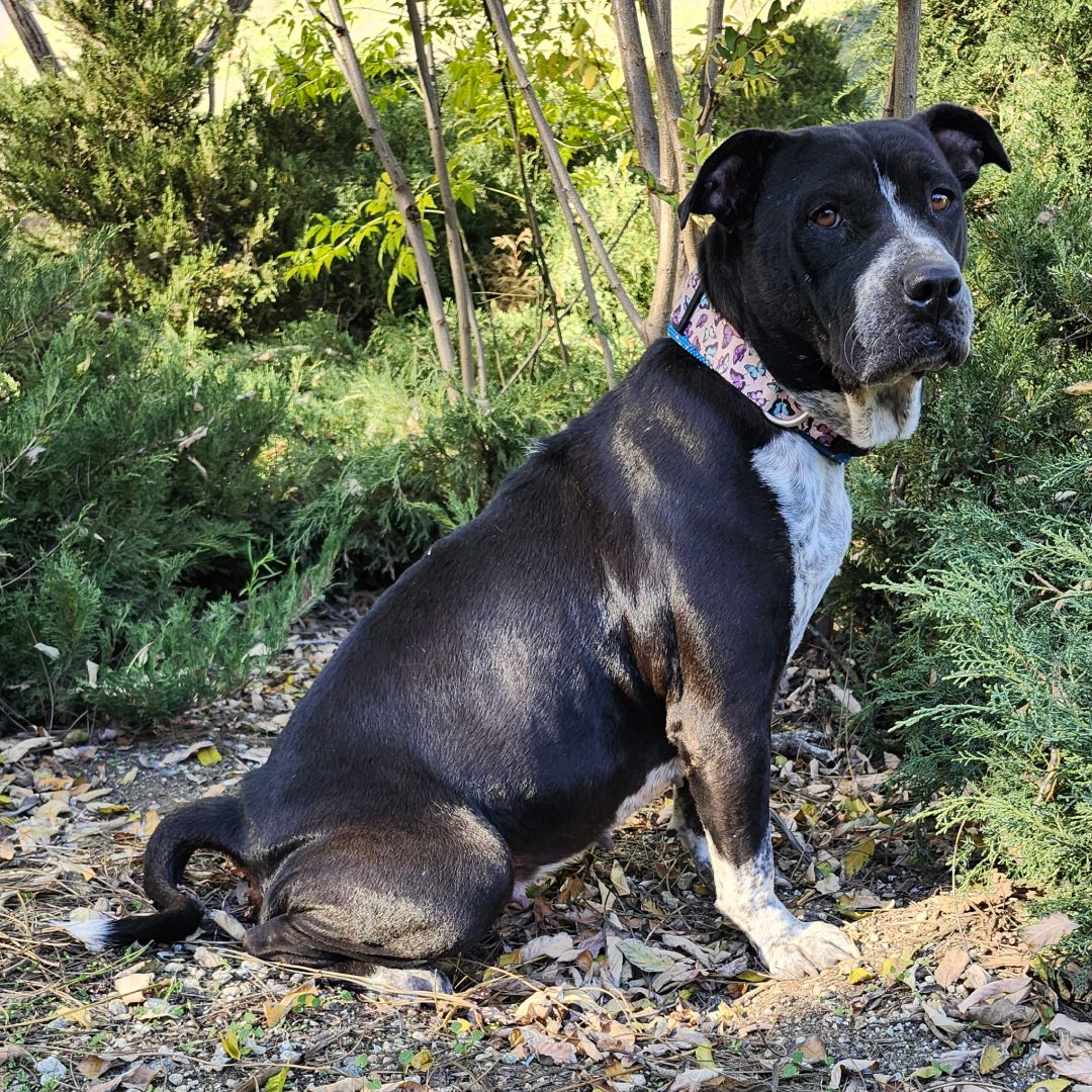 Adoptable Dog Mariana