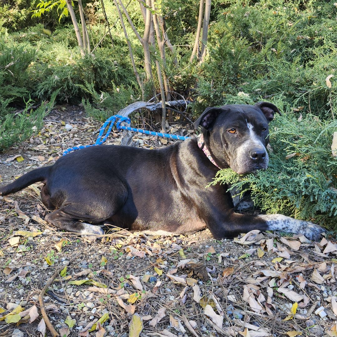 Adoptable Dog Mariana