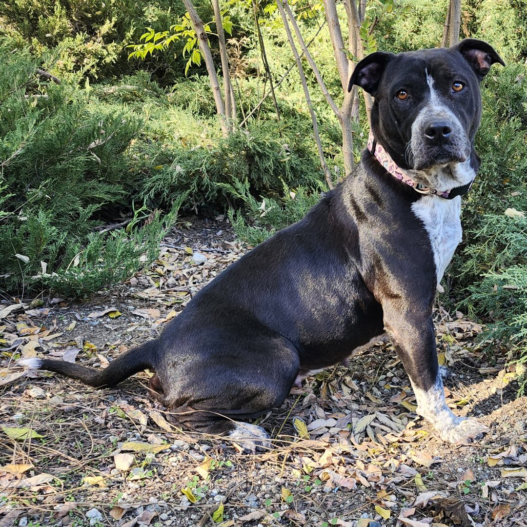 Adoptable Dog Mariana