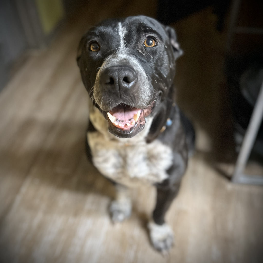 Adoptable Dog Mariana