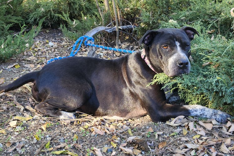 Adoptable Dog Mariana