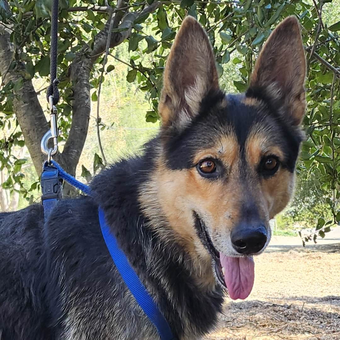 Adoptable Dog Meekah Key