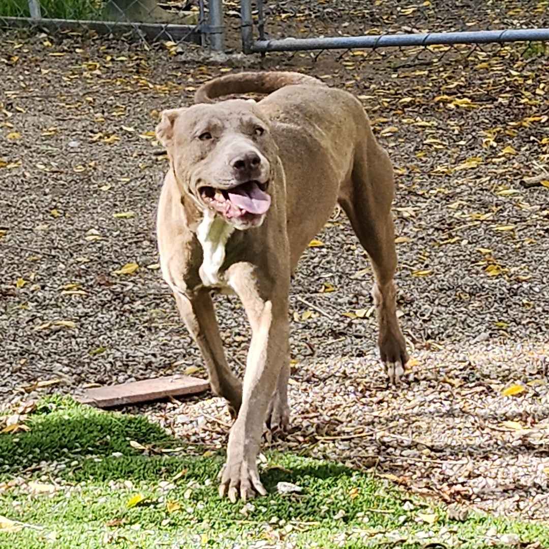 Adoptable Dogs Scorbunny and Raboot