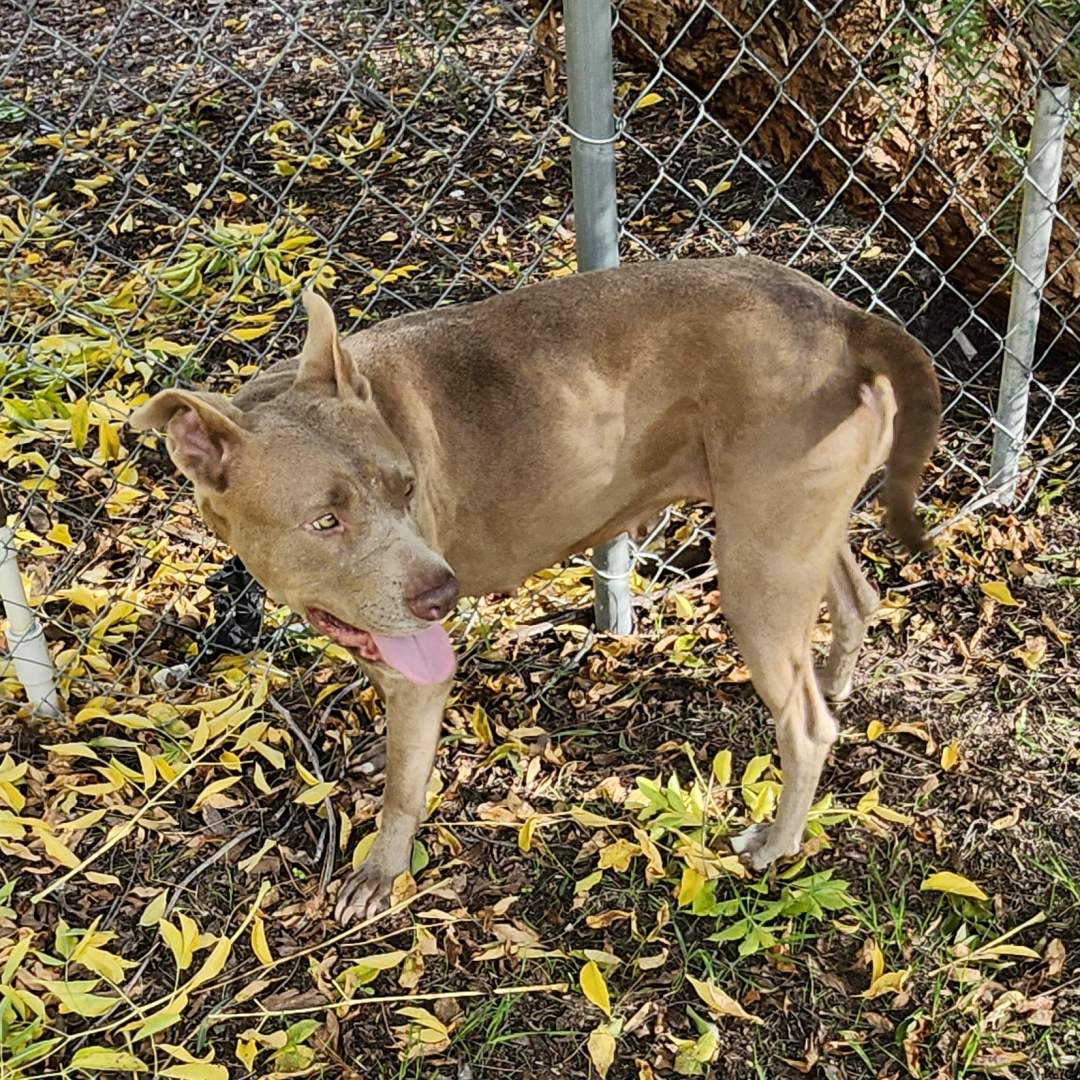 Adoptable Dogs Scorbunny and Raboot