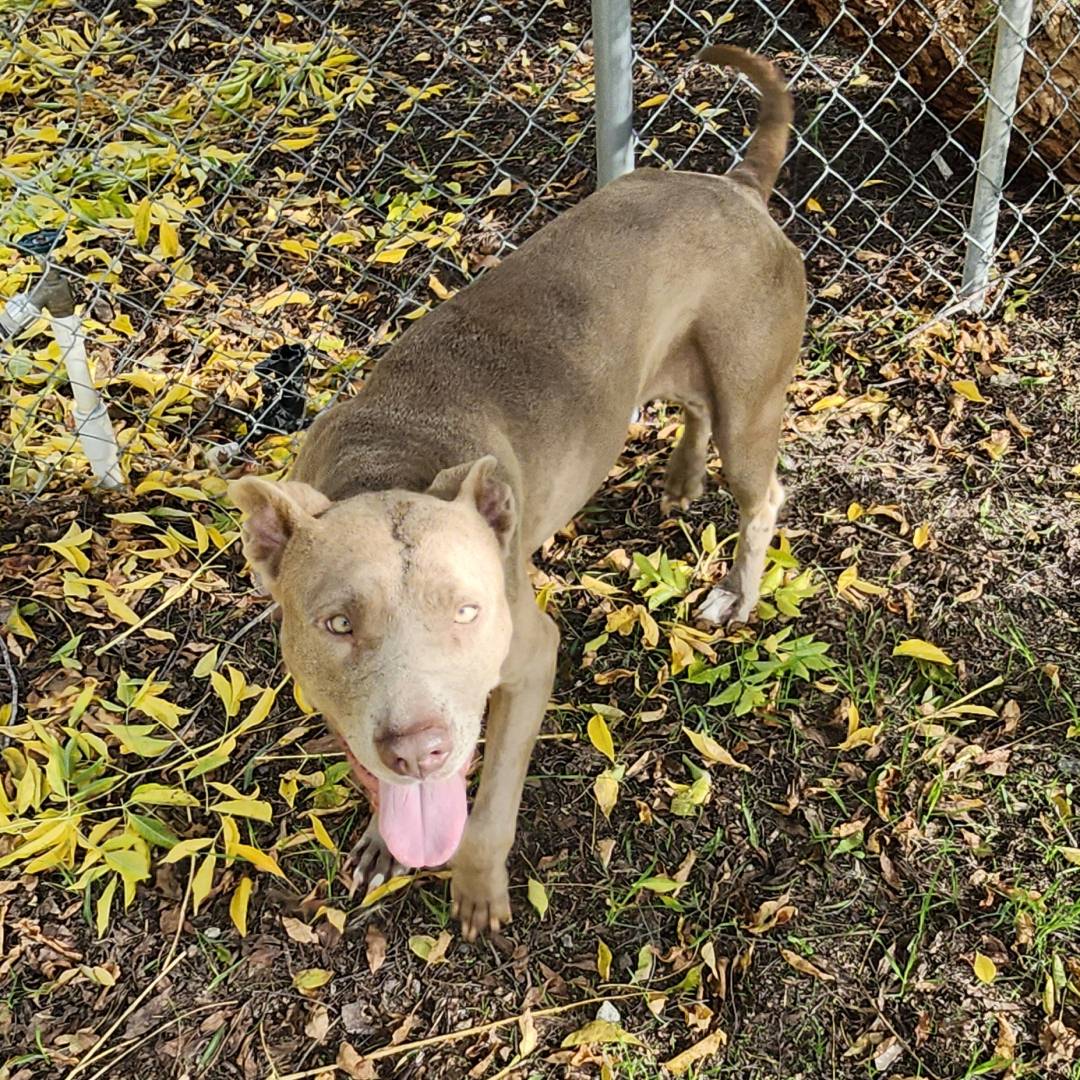 Adoptable Dogs Scorbunny and Raboot