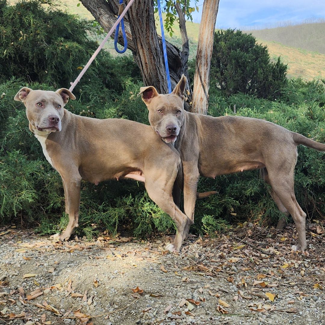 Adoptable Dogs Scorbunny and Raboot