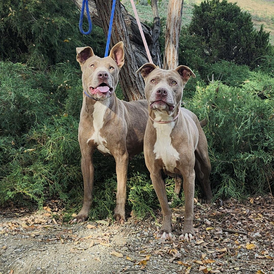 Adoptable Dogs Scorbunny and Raboot