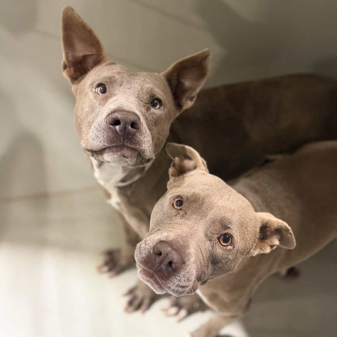 Adoptable Dogs Scorbunny and Raboot