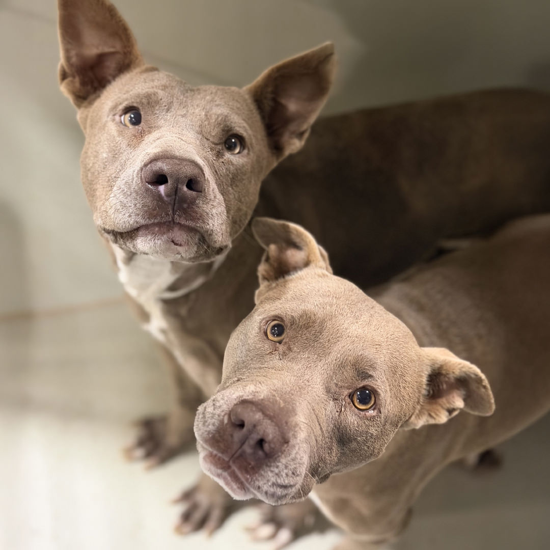 Adoptable Dogs Scorbunny and Raboot