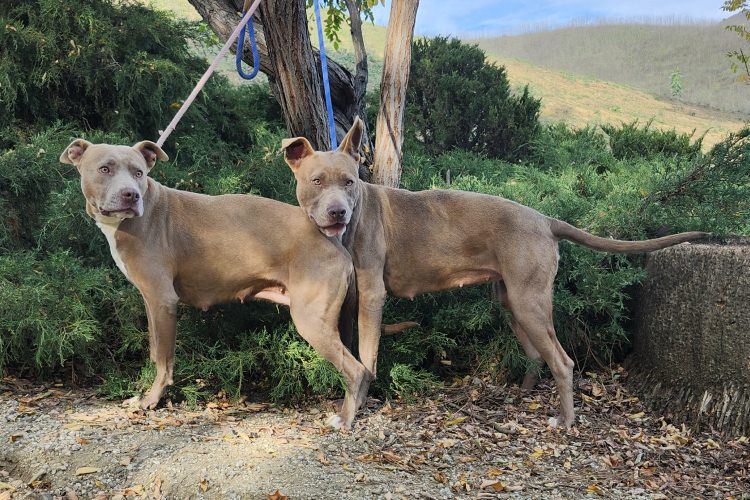 Adoptable Dogs Scorbunny and Raboot