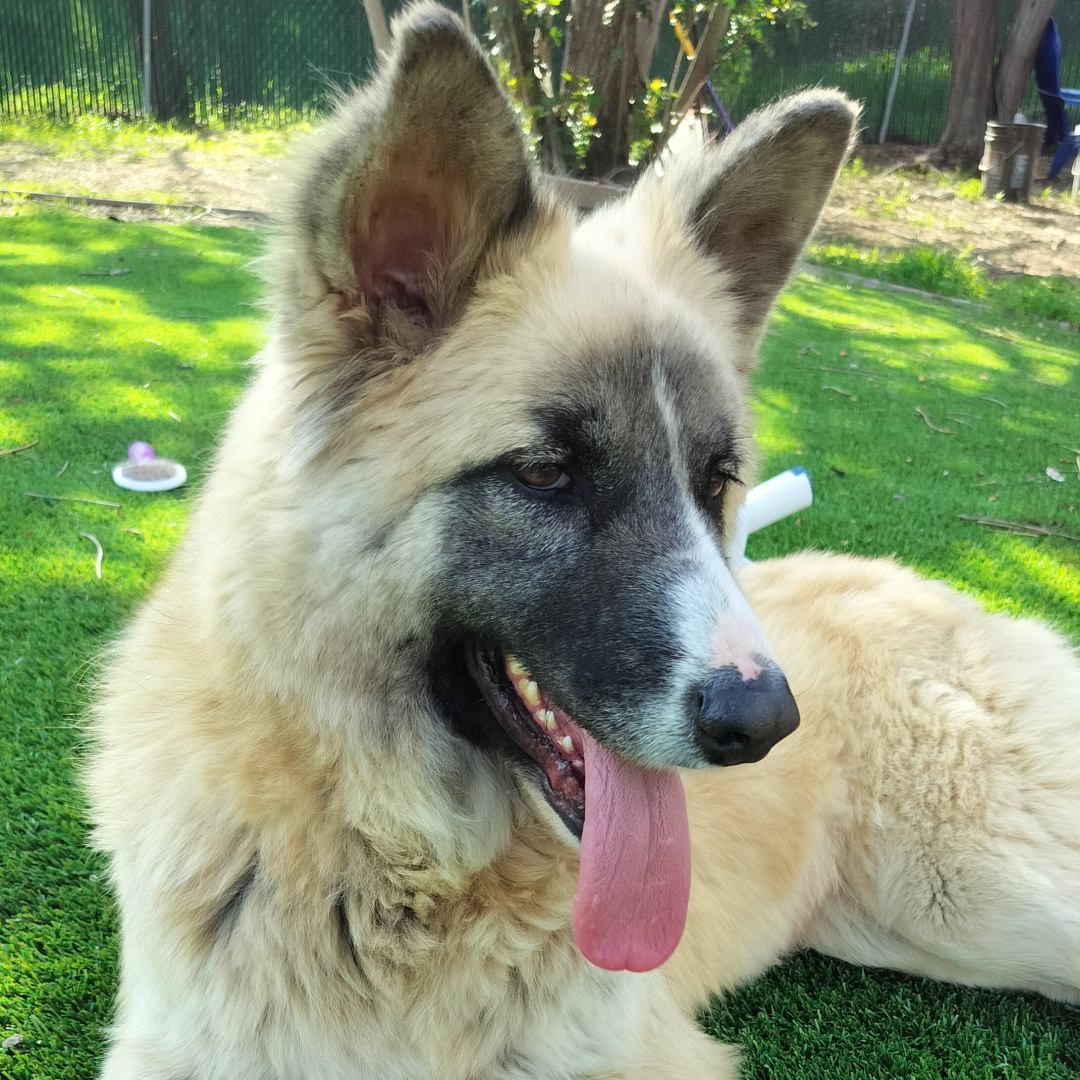 Adoptable Dog Malibu