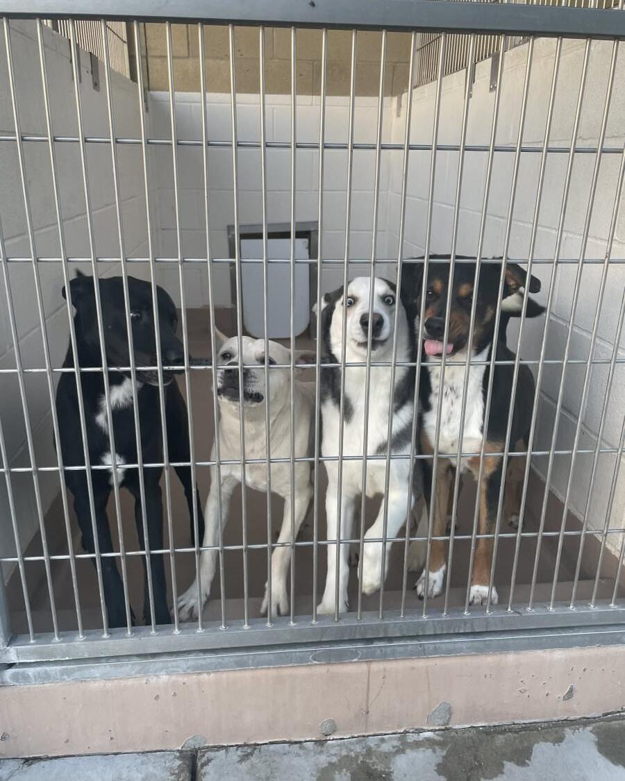 Many RCDAS kennels are housing 3–4 dogs designed for two. Free and low cost spay/neuter surgeries will help reduce shelter intake.