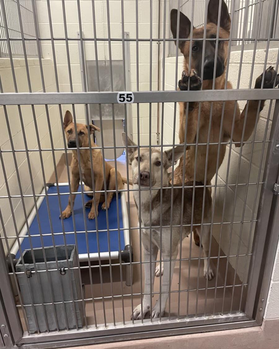 Many RCDAS kennels are housing 3–4 dogs designed for two. Free and low cost spay/neuter surgeries will help reduce shelter intake.