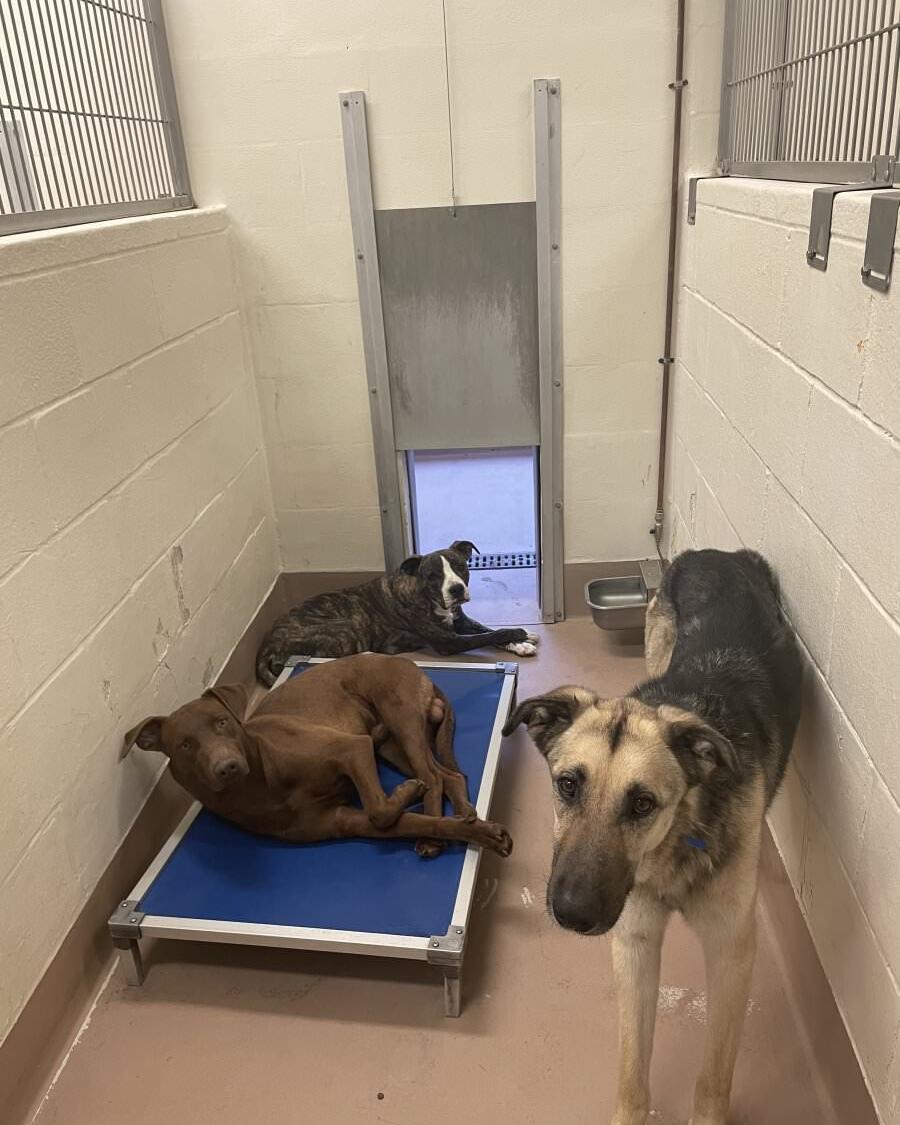 Many RCDAS kennels are housing 3–4 dogs designed for two. Free and low cost spay/neuter surgeries will help reduce shelter intake.