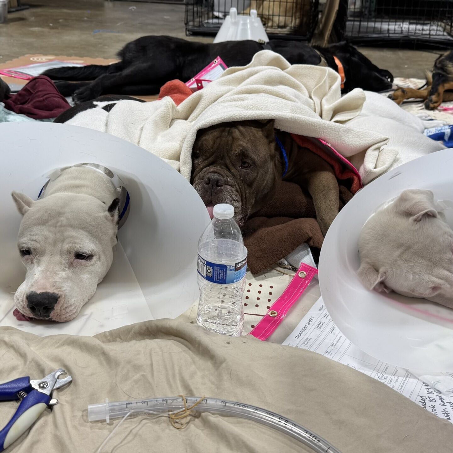 Dogs recovering from surgery at a Namaste spay/neuter event