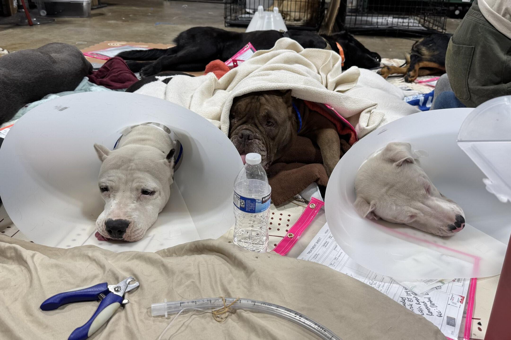 Dogs recovering from surgery at a Namaste spay/neuter event