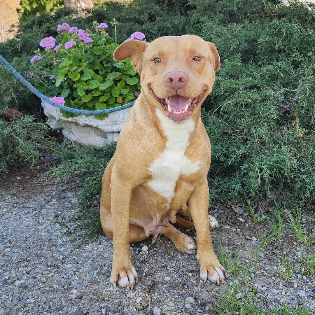 Adoptable Dog Aurora