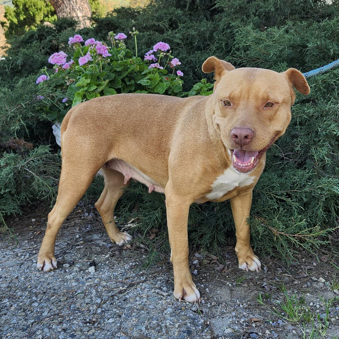 Adoptable Dog Aurora