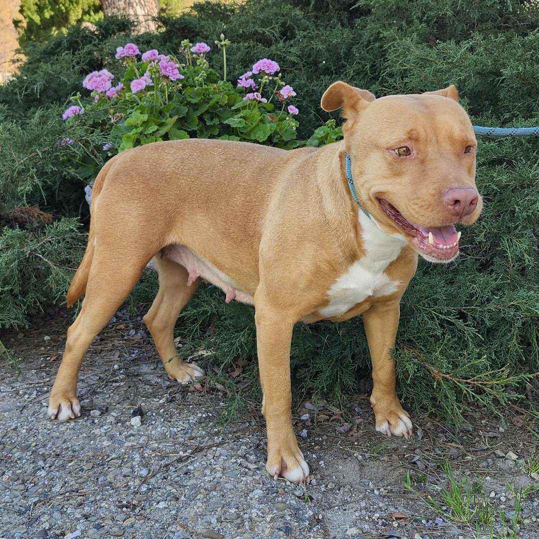 Adoptable Dog Aurora