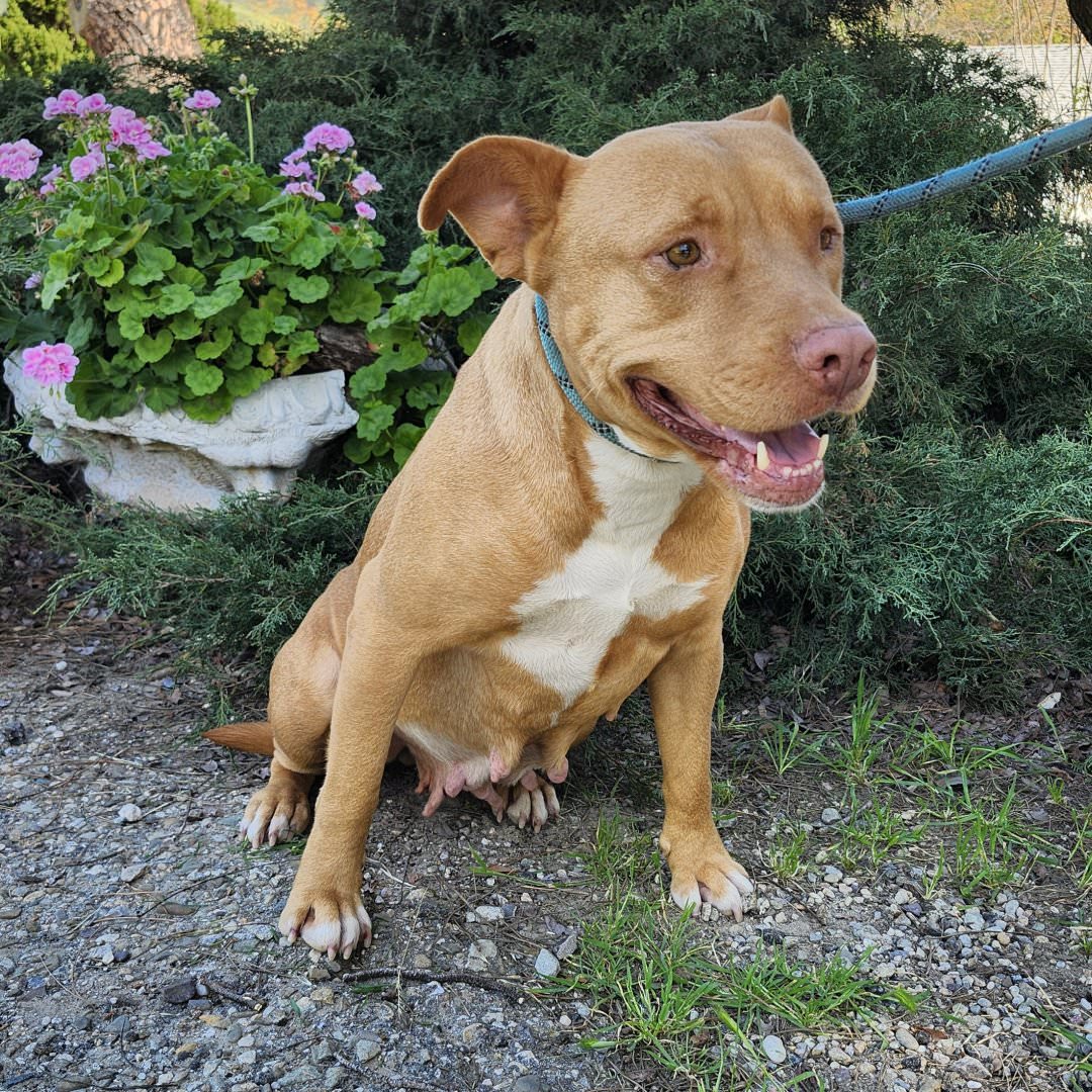 Adoptable Dog Aurora