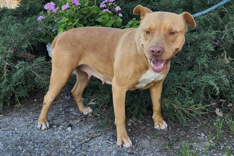 Adoptable Dog Aurora