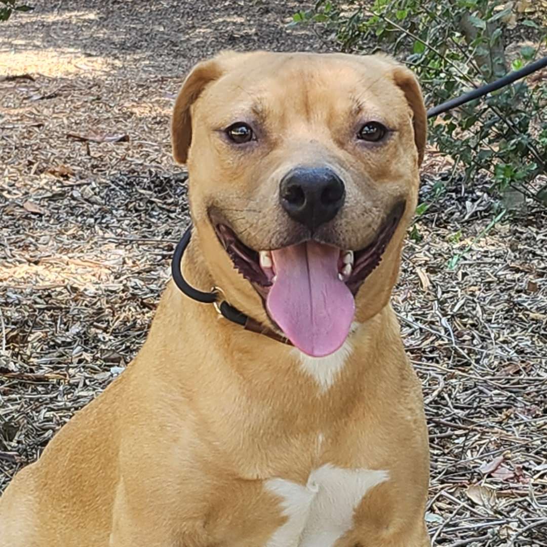 Adoptable Dog Autumn