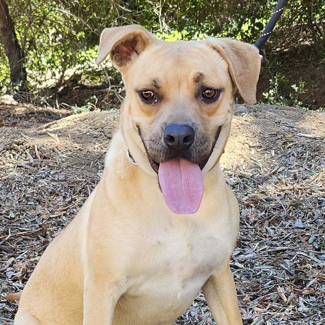 Adoptable Dog Clover