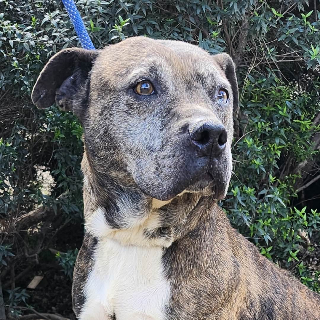 Adoptable Dog Hermione