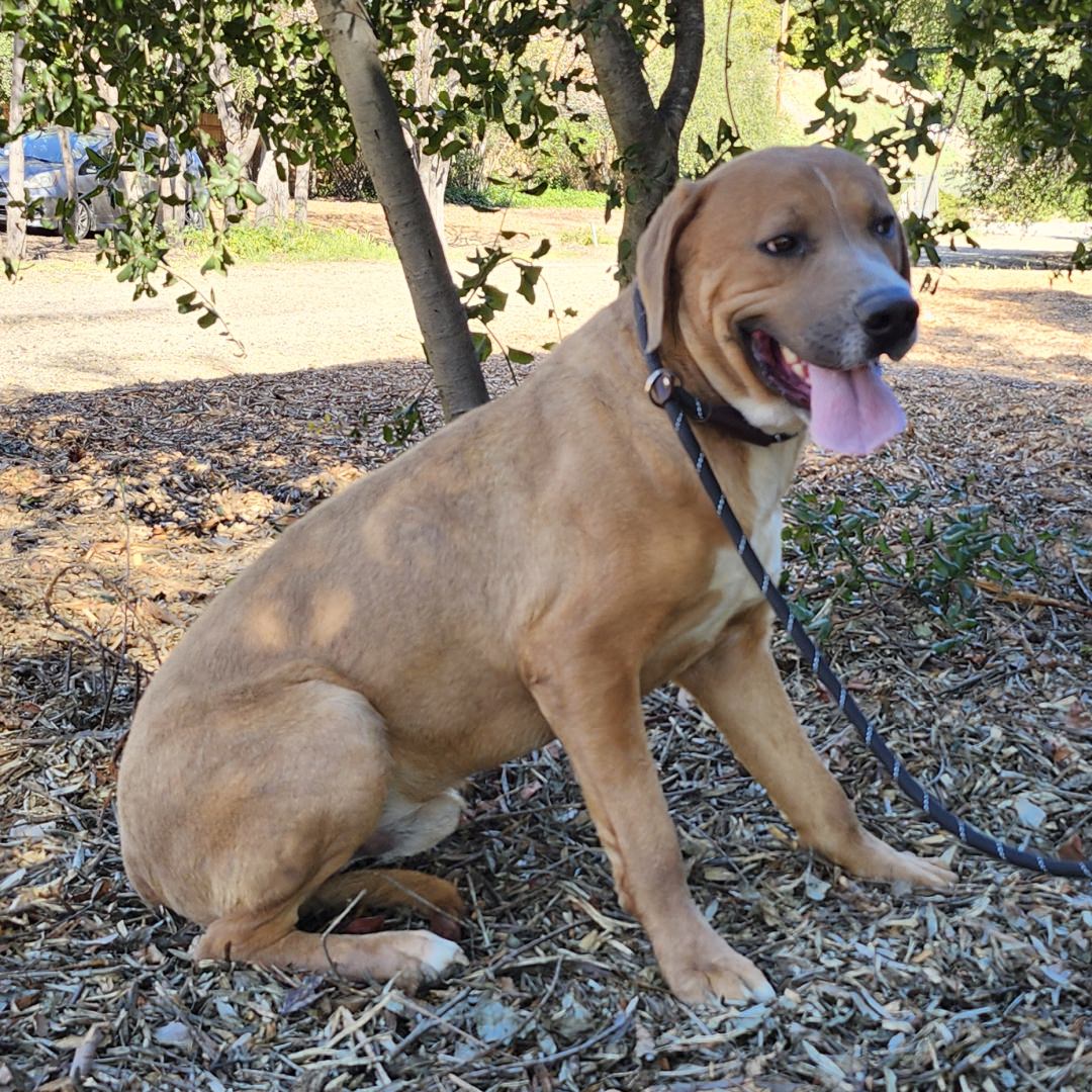 Adoptable Dog Jagger