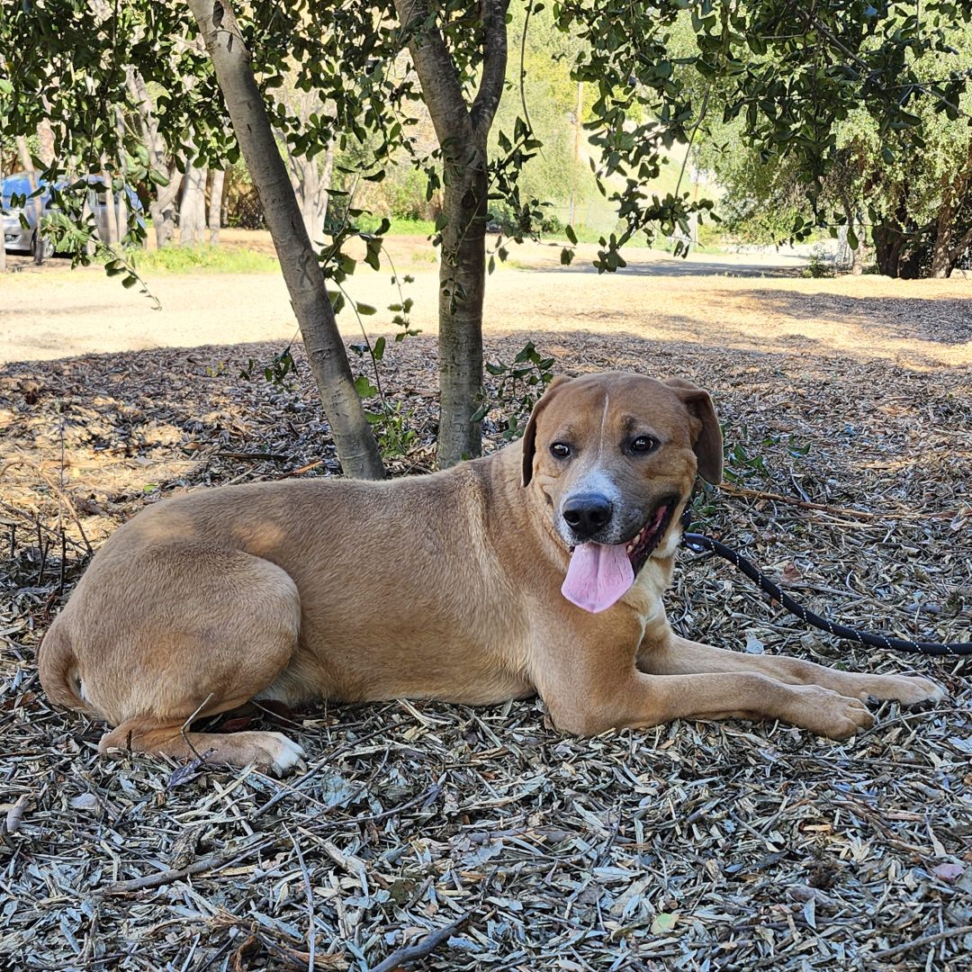 Adoptable Dog Jagger