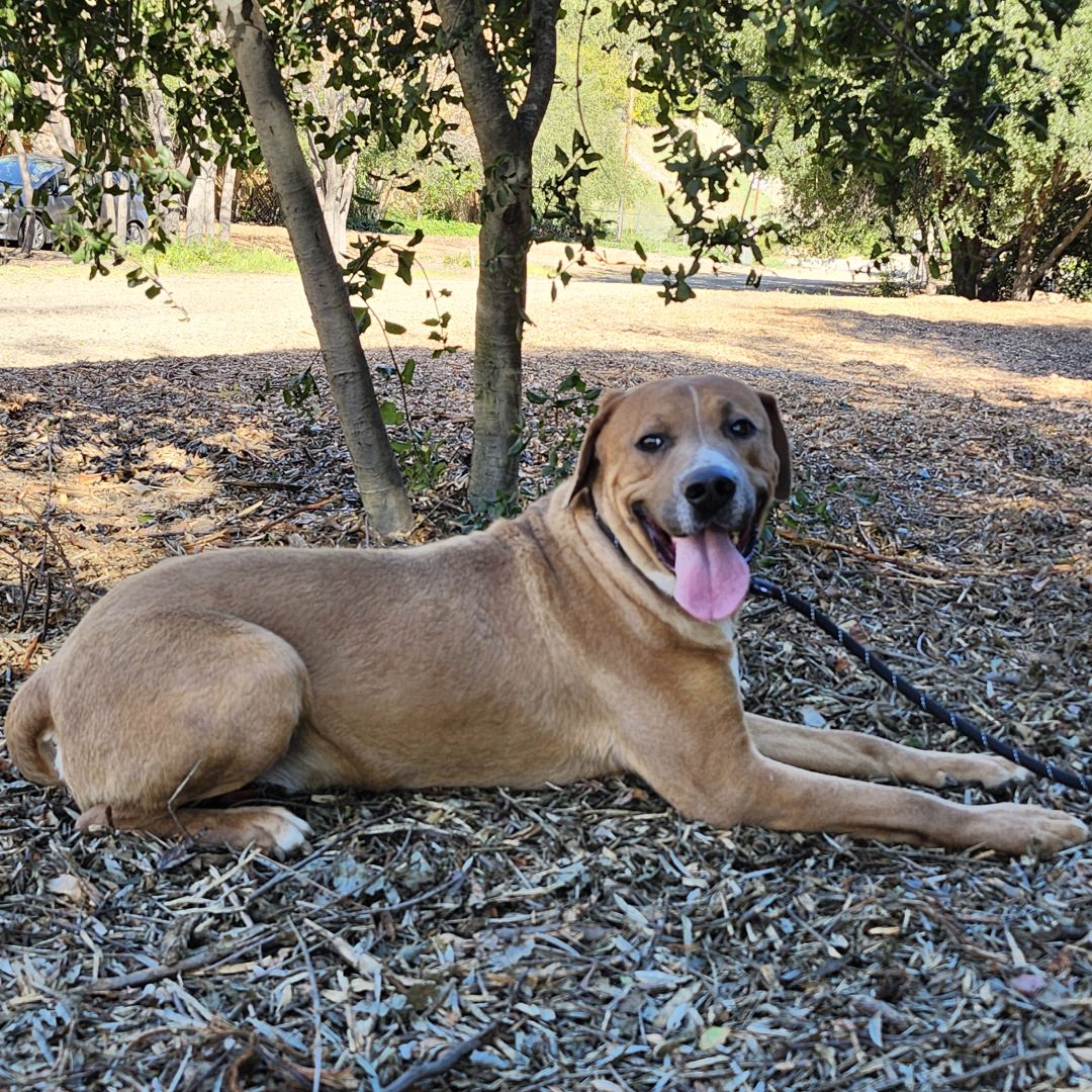 Adoptable Dog Jagger