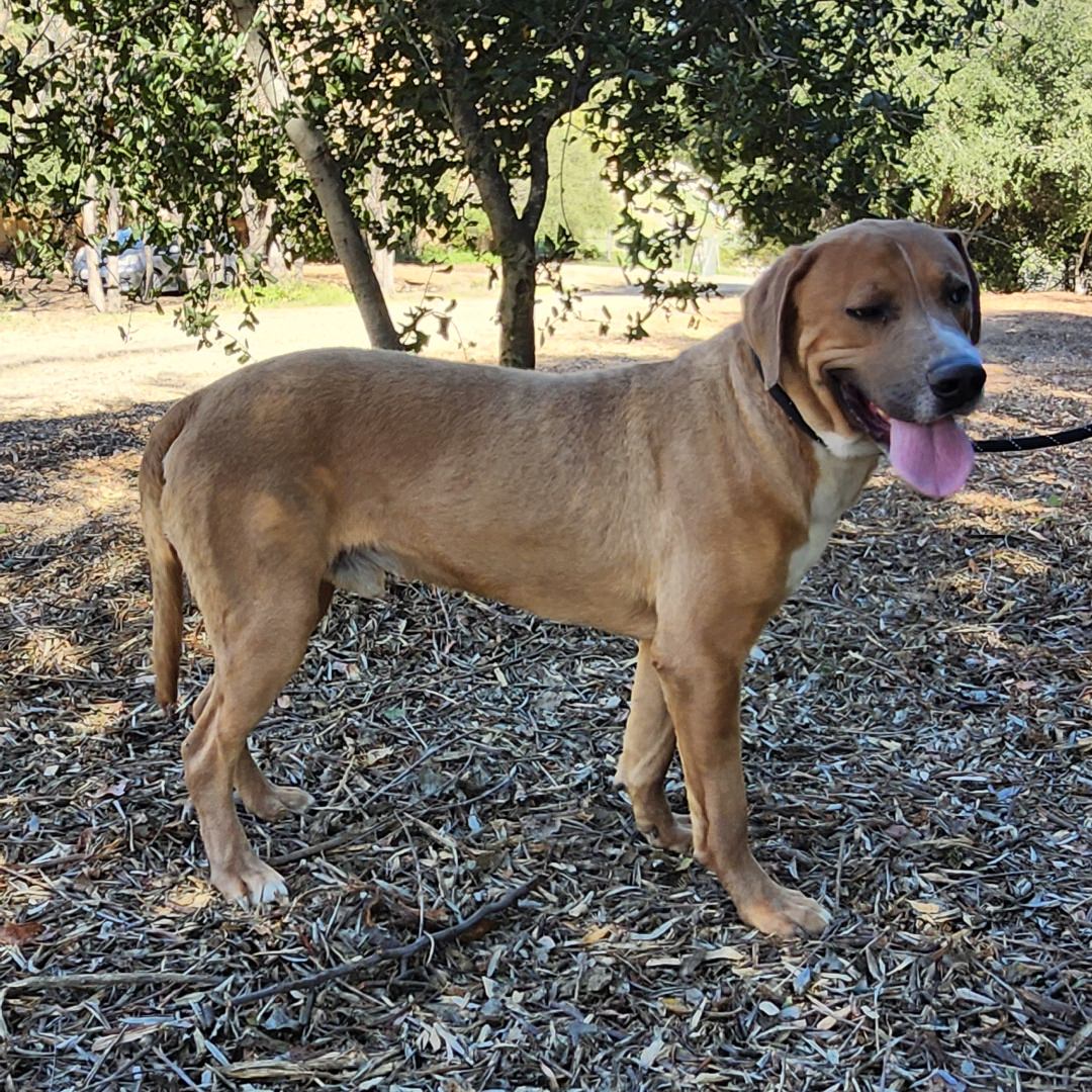 Adoptable Dog Jagger