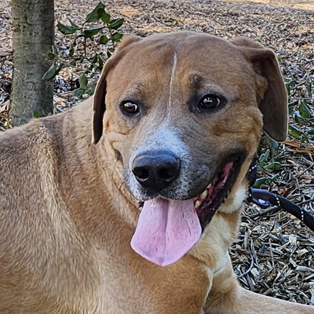 Adoptable Dog Jagger