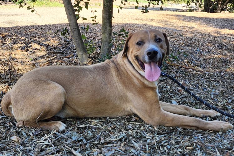 Adoptable Dog Jagger