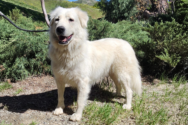 Adoptable Dog Magnolia