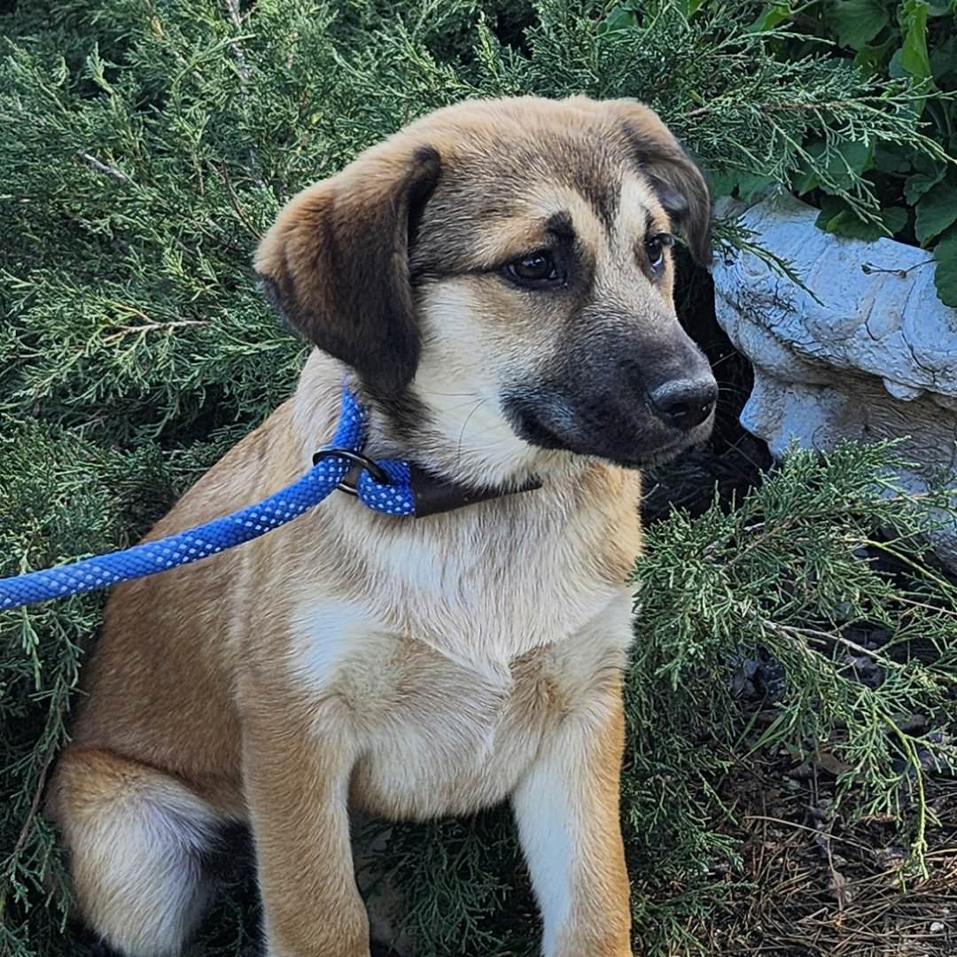 Adoptable Dog Pancho