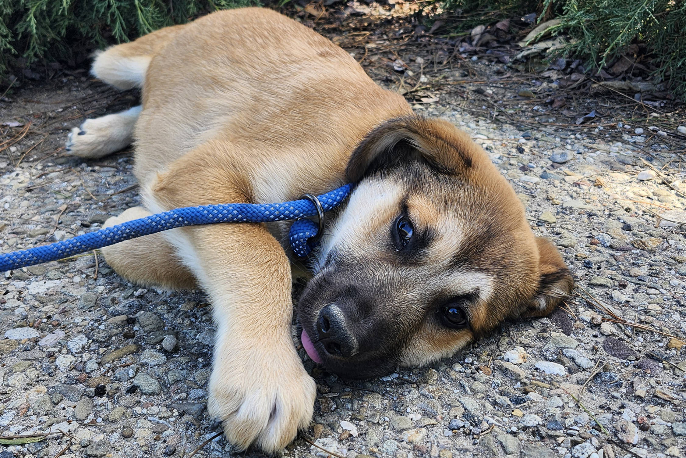 Adoptable Dog Pancho