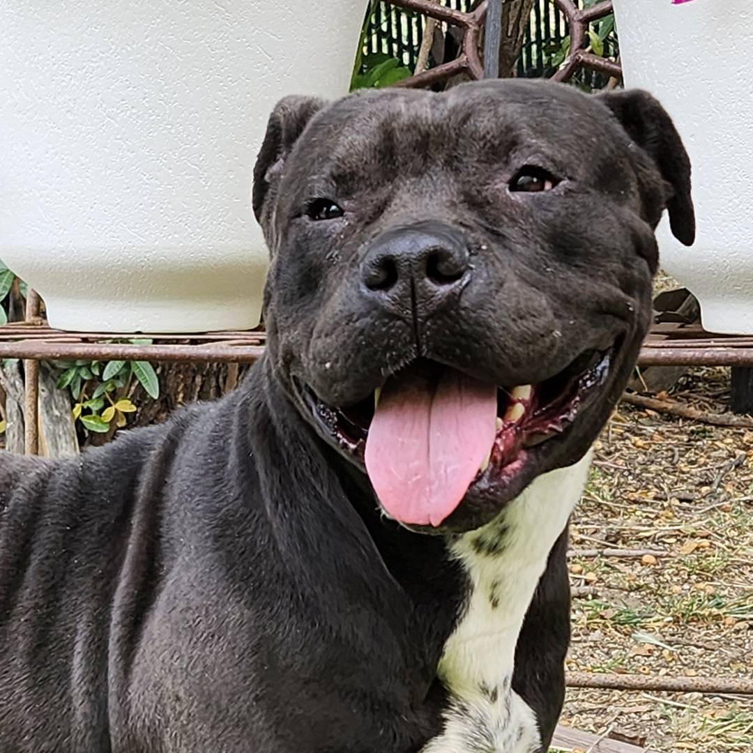 Adoptable Dog Califa