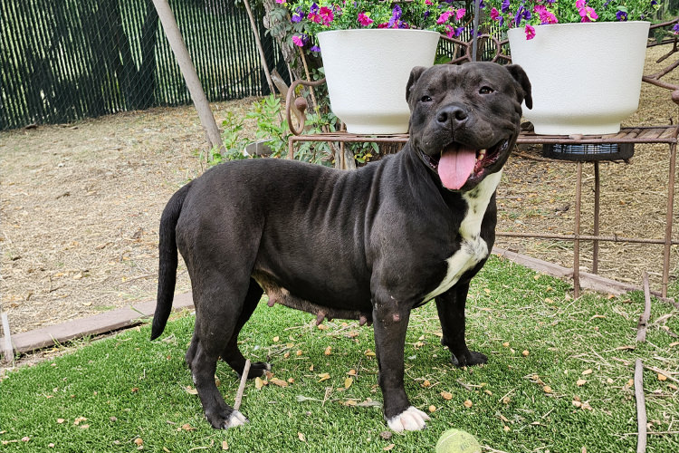 Adoptable Dog Califa