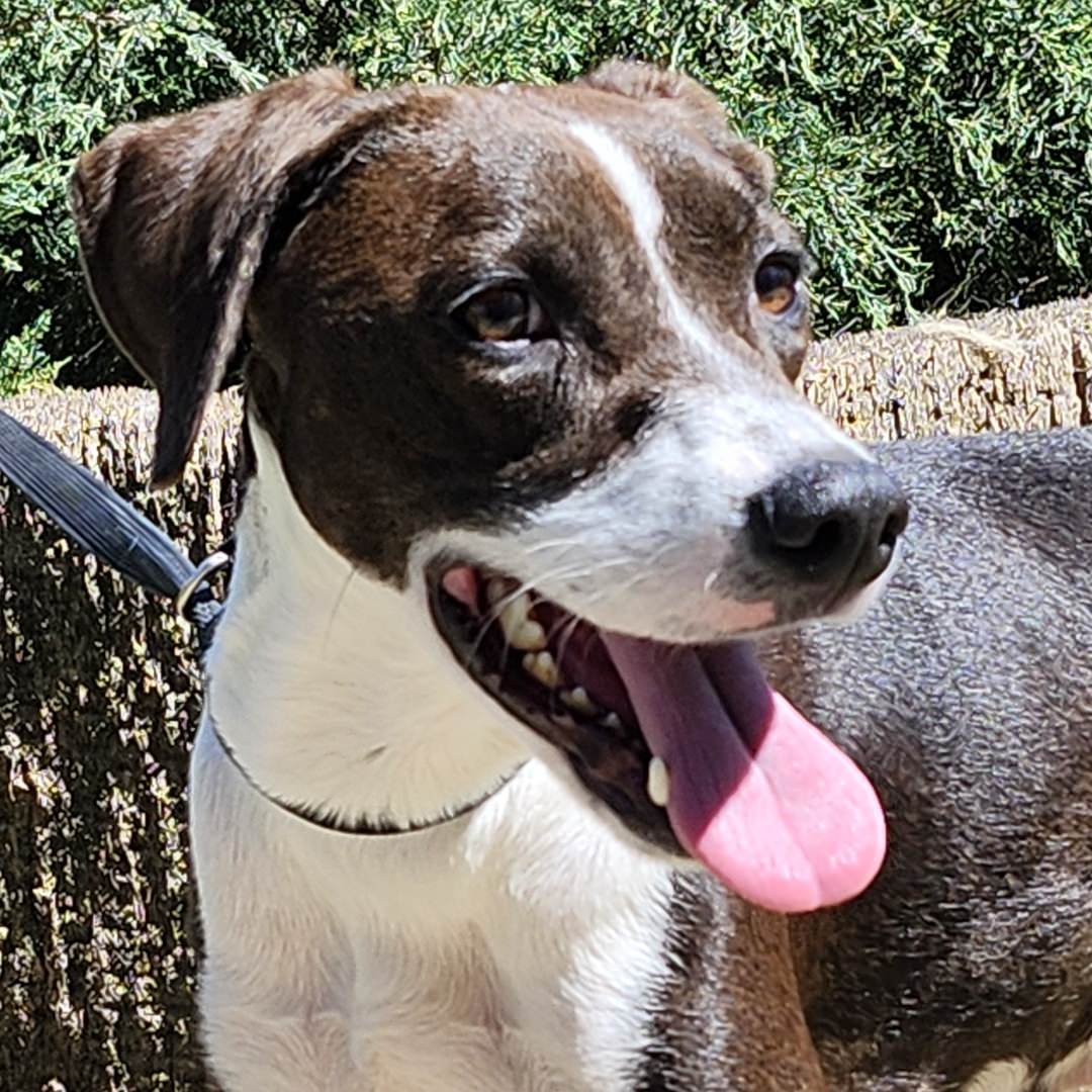 Adoptable Dog Diamond