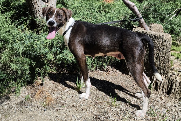 Adoptable Dog Diamond