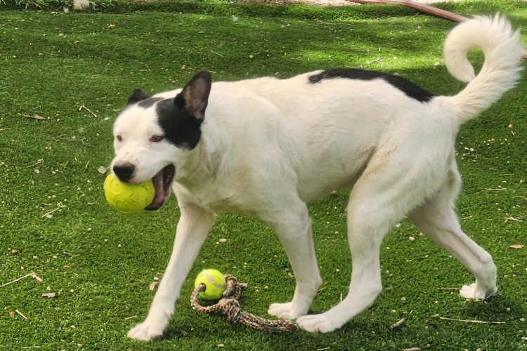 Adoptable Dog Marshall