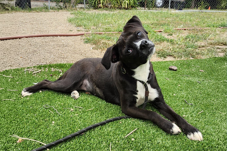 Adoptable Dog Rose