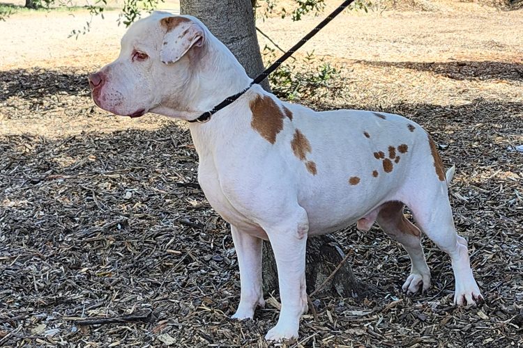 Adoptable Dog Walter