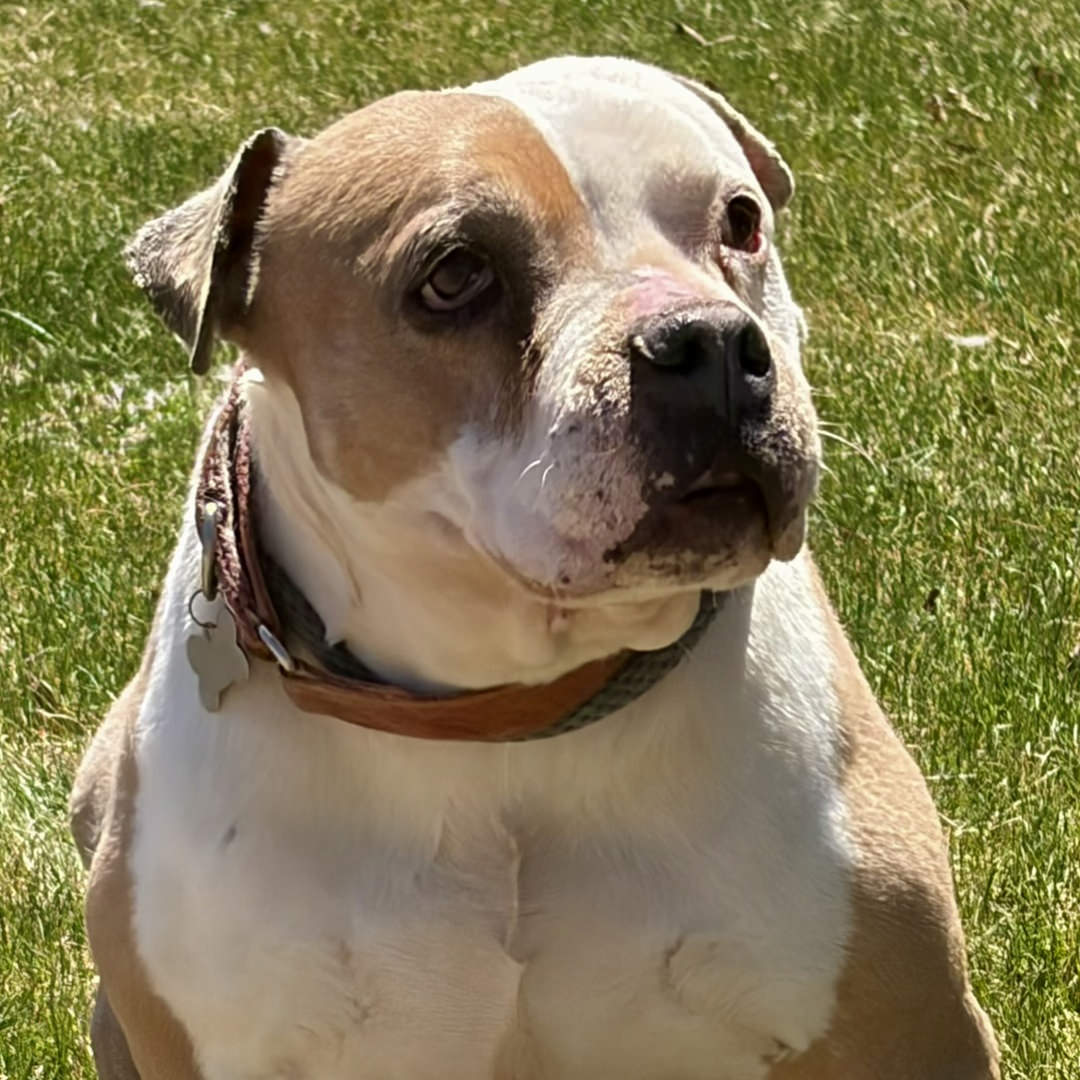 Adoptable Dog Babs