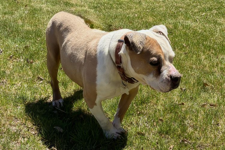 Adoptable Dog Babs