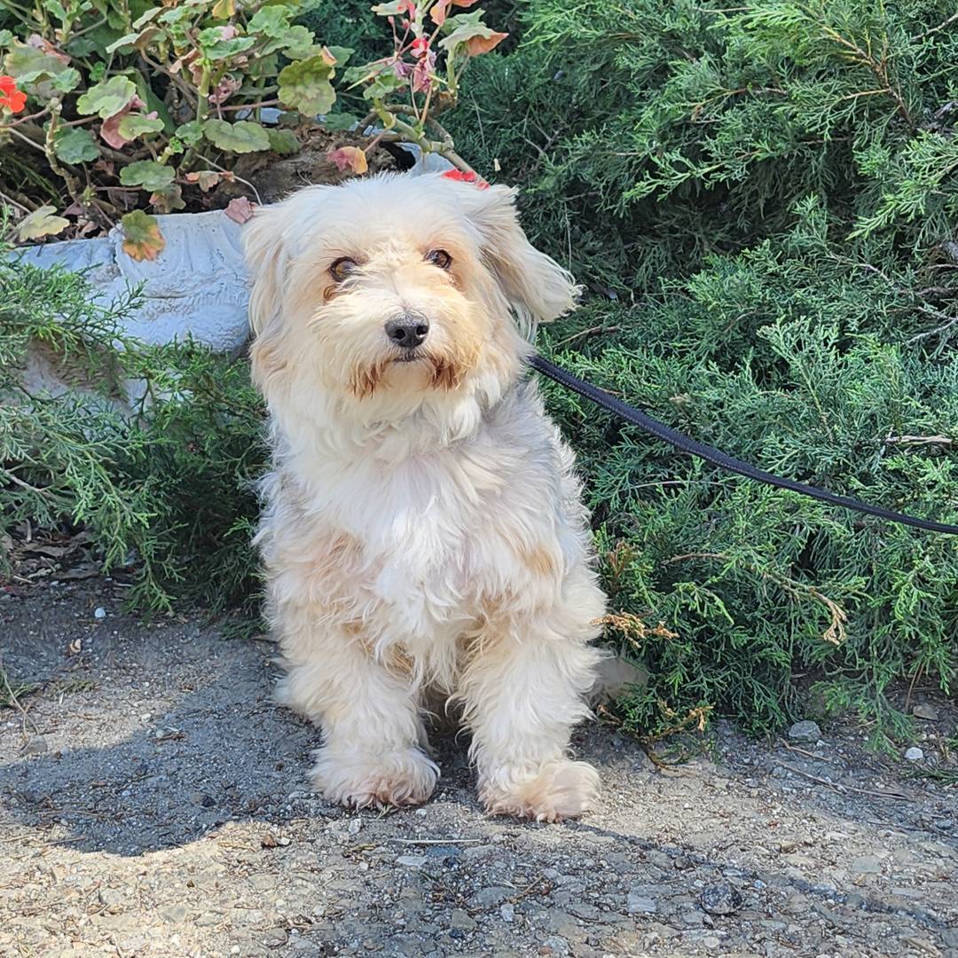 Adoptable Dog Balto