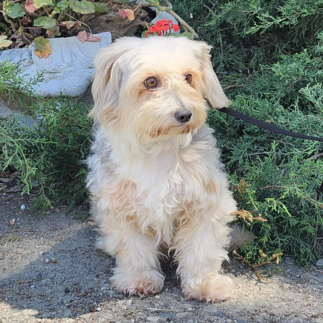 Adoptable Dog Balto