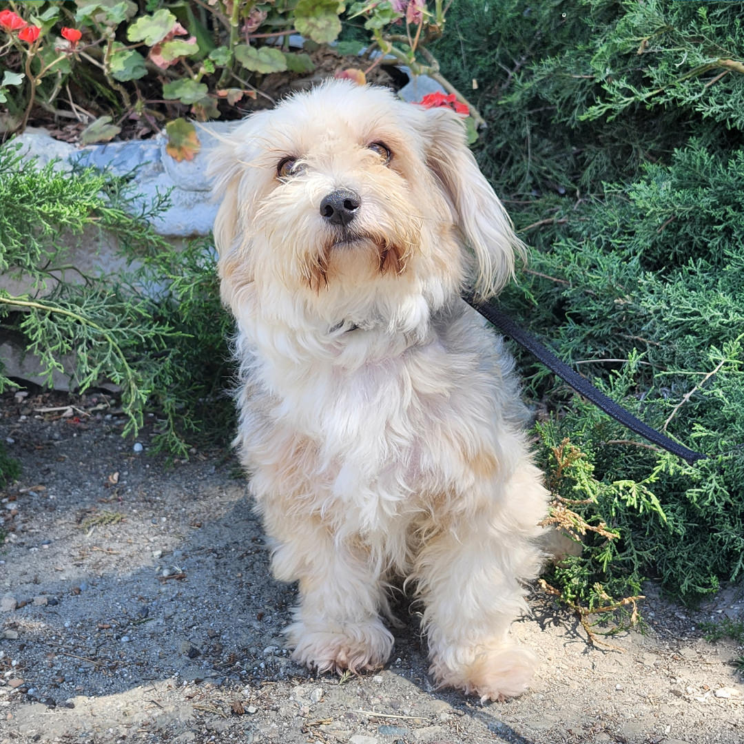 Adoptable Dog Balto