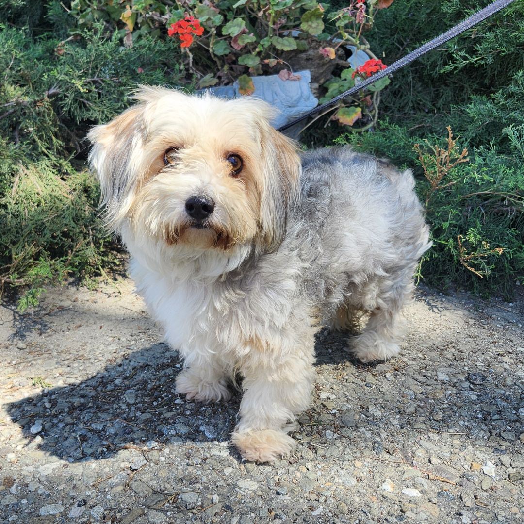 Adoptable Dog Balto